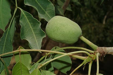 Anacardiaceae R.Br. .